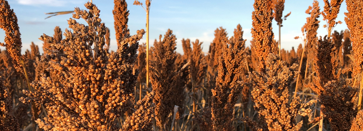 2024 Sorghum Crop