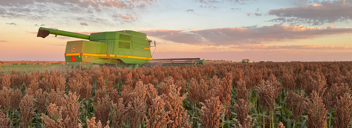 2025 Sorghum Harvest