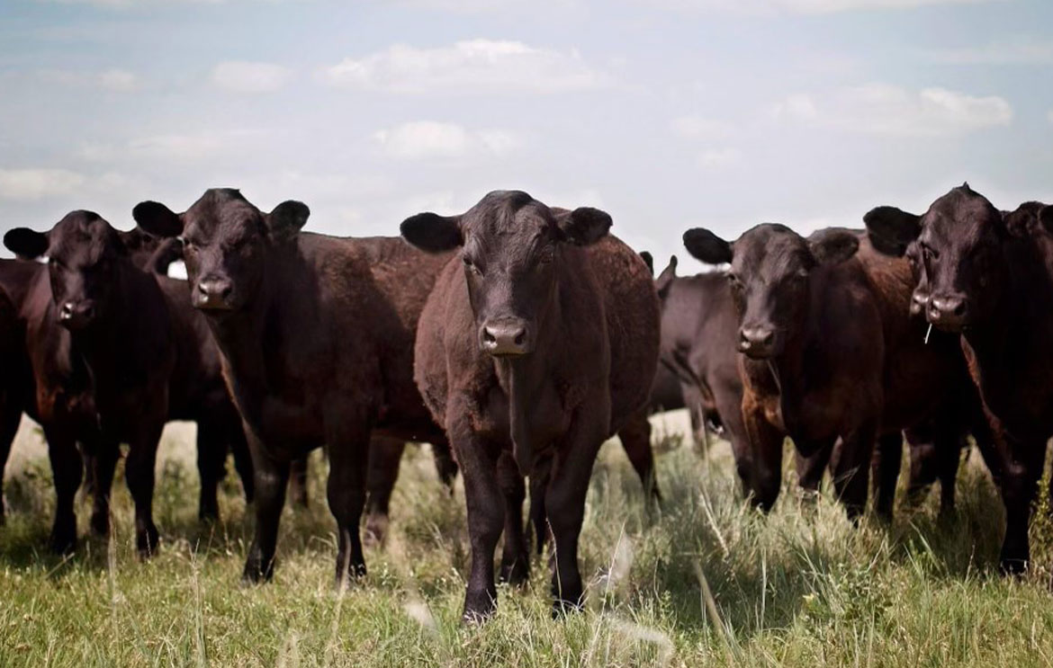 Photo by Crichton Photography