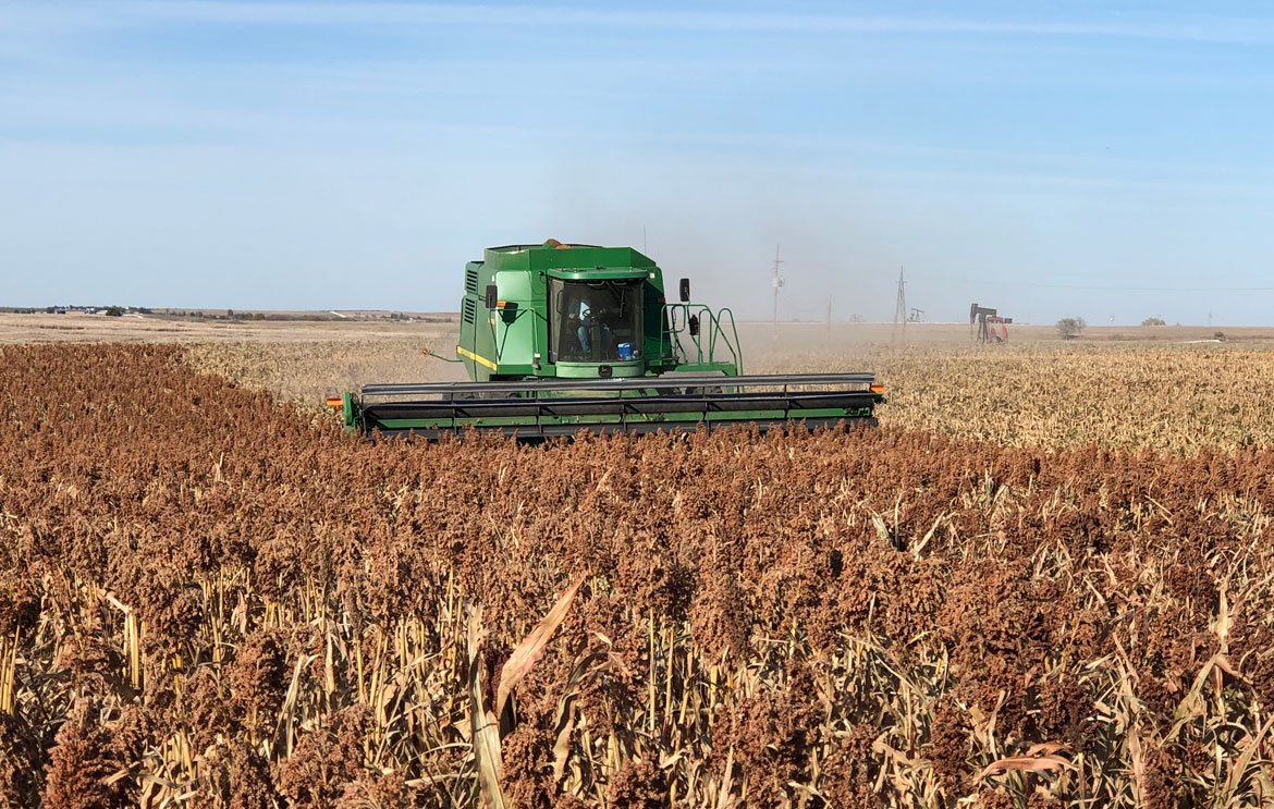 Combine in Kansas Sorghum Field